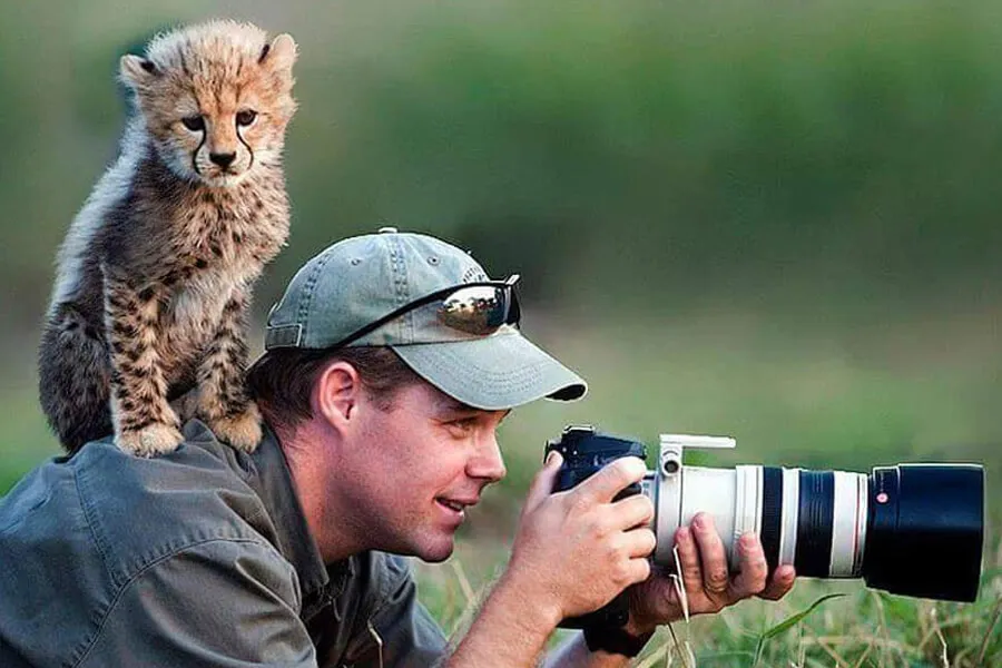 baby cheetah on photographer