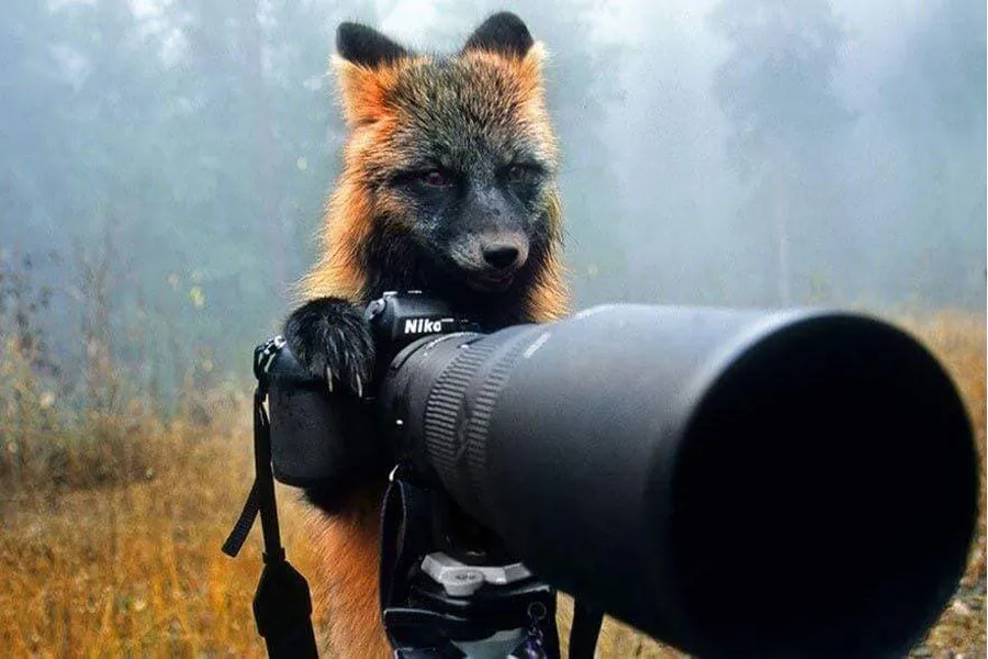 fox becomes photographer