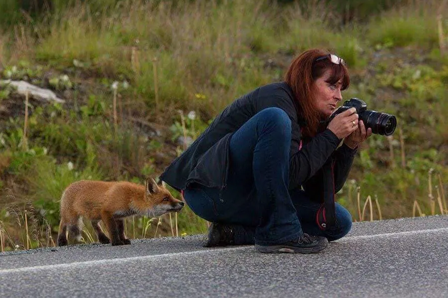 fox checks out photographer from behind