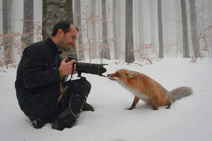 fox confused by camera