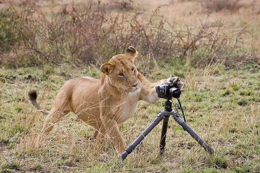 lion destroys camera