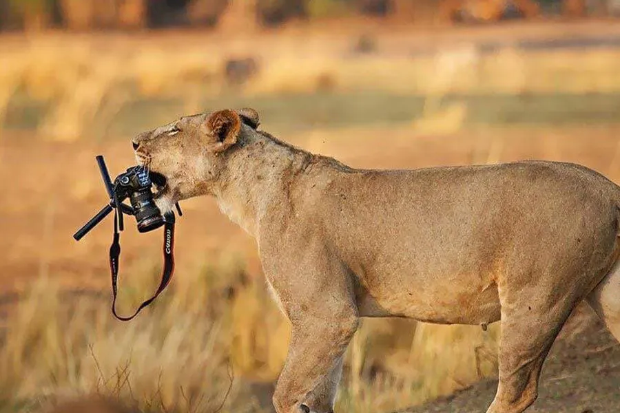 lion steals camera from photographer