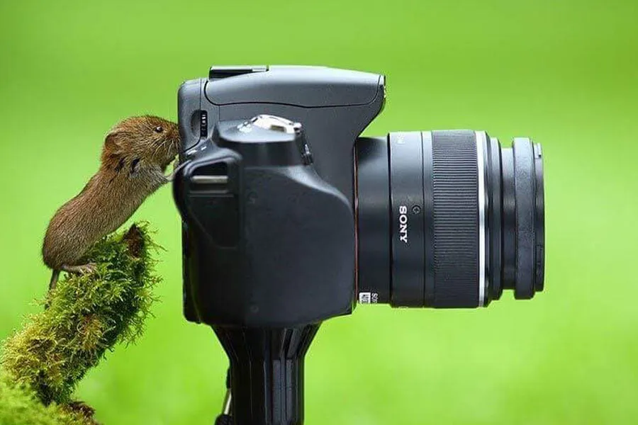 mouse is photographer