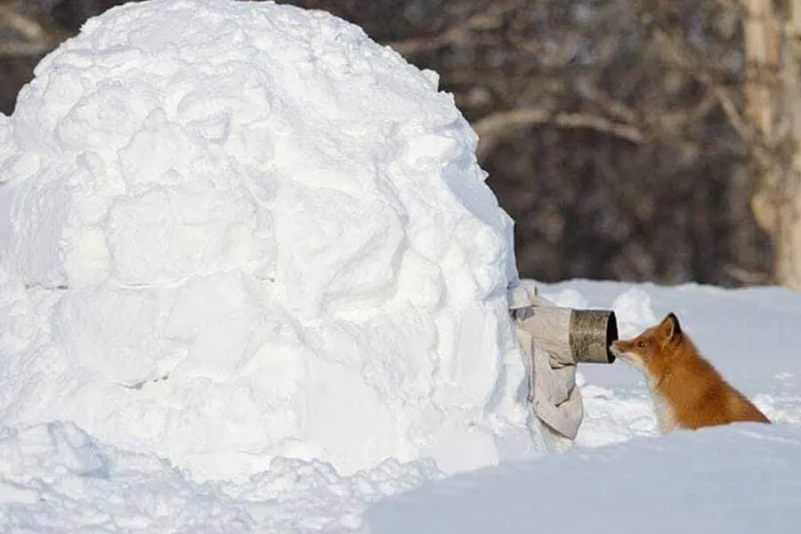 snow fox is ready for his closeup