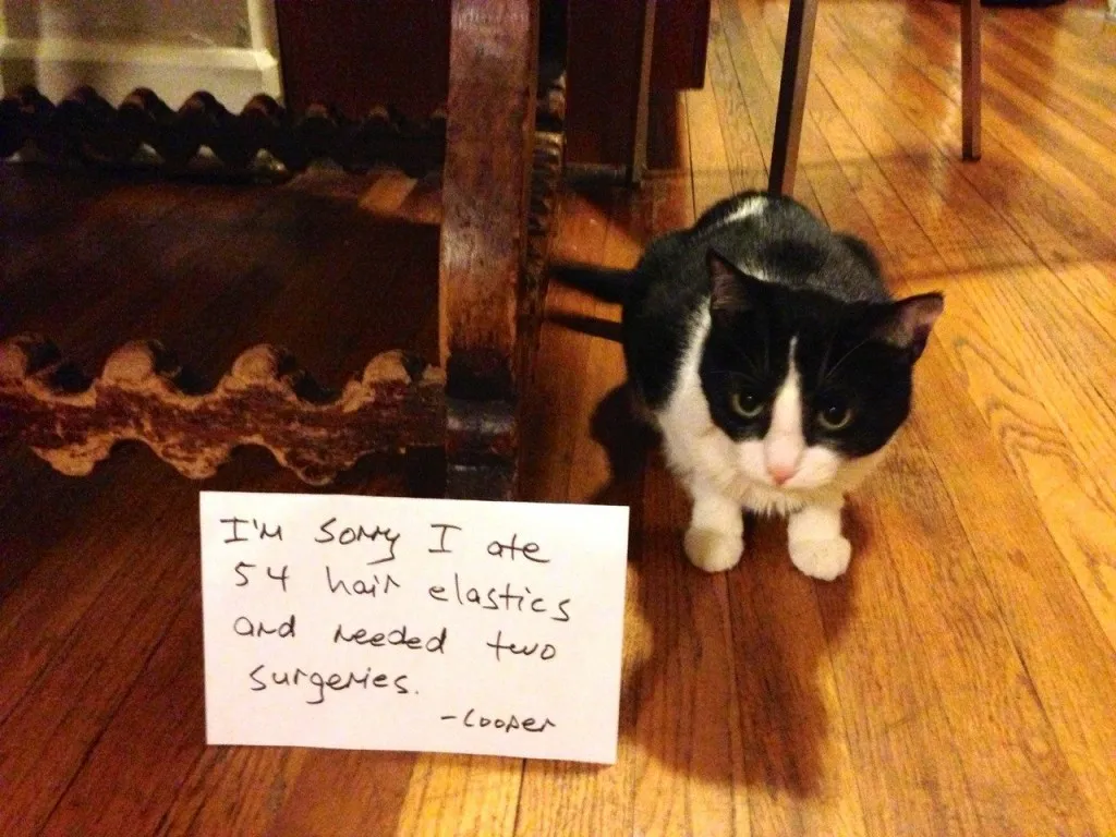 catshame1-56101.jpg