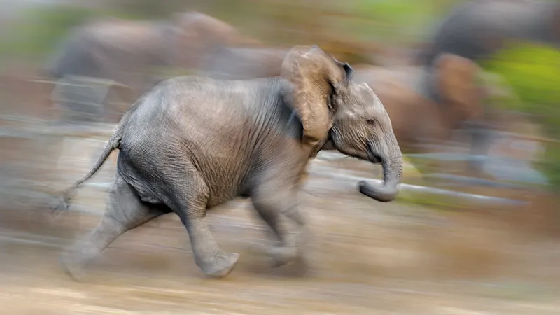 elephant-running