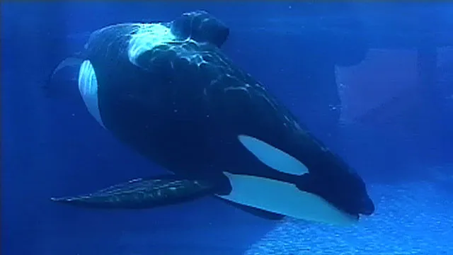 orca-whale-46594.jpg