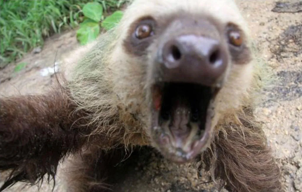 sloth-photo