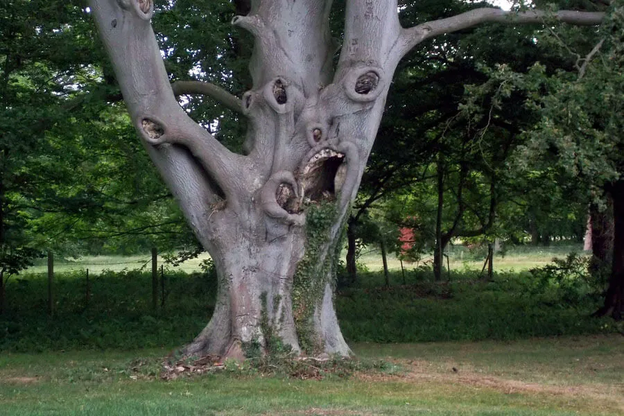 scary-tree-63846-64021.jpg