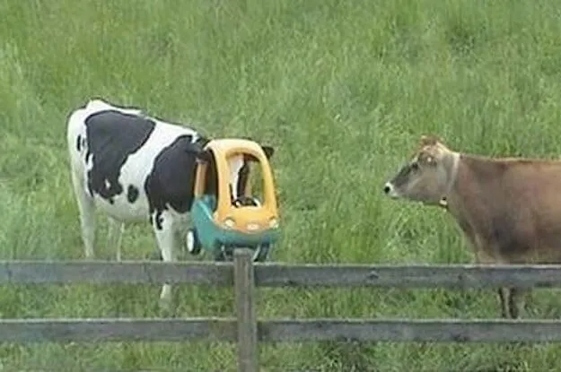 stuck-cow.jpg