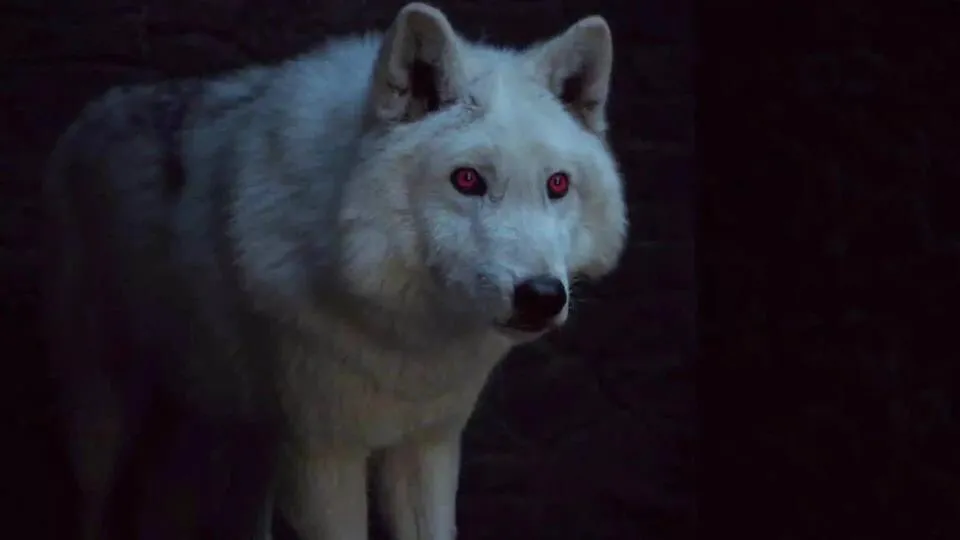 ghost the direwolf where is he