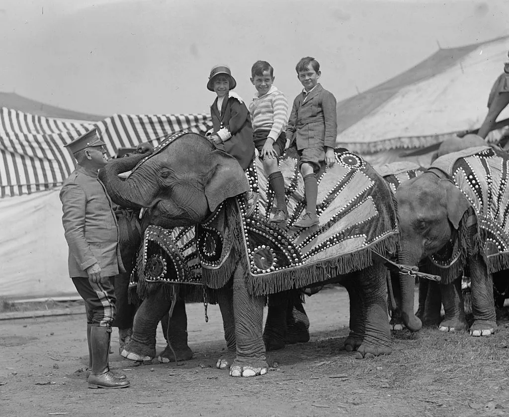 circus elephant riding