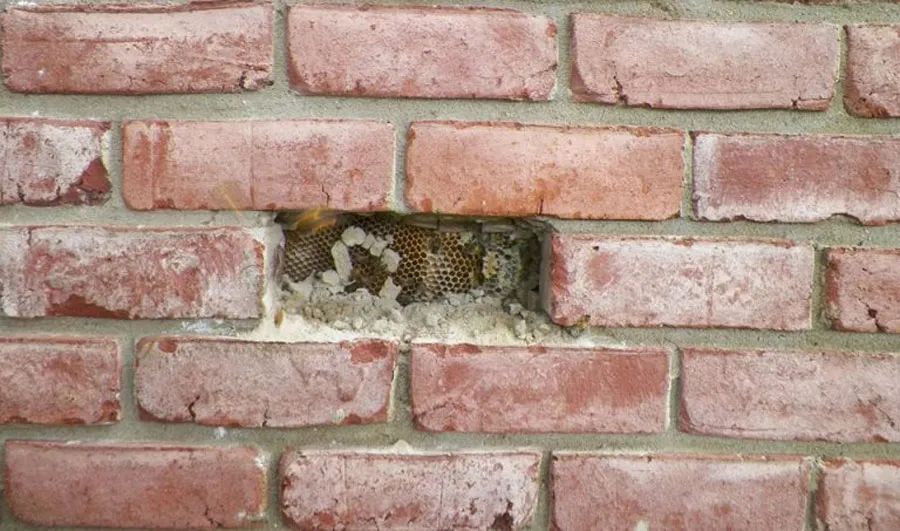 Beehive-Brick-Hole-e1538674730506-768x453-80554