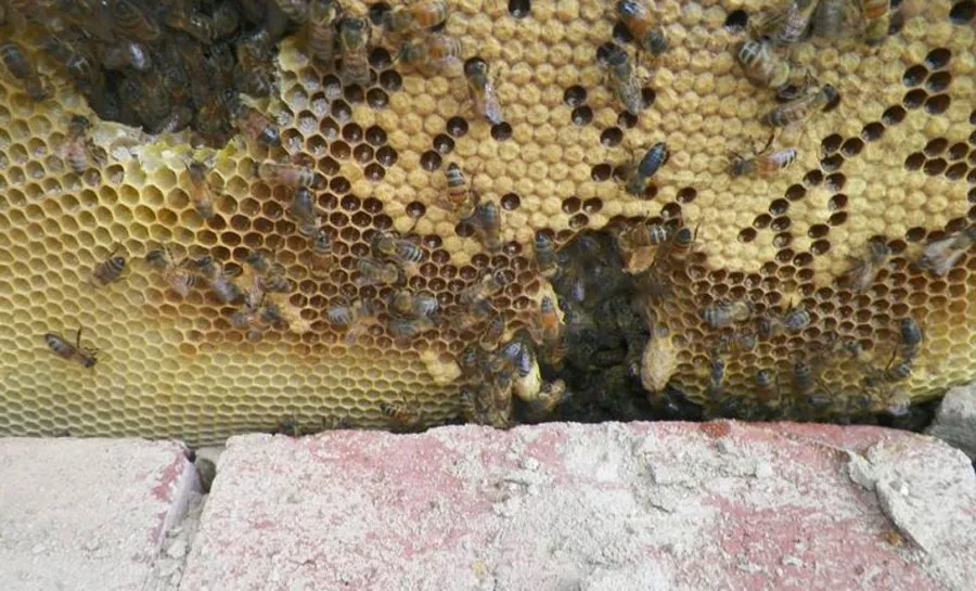 Beehive-Close-Up-e1538675006175-768x465-87700