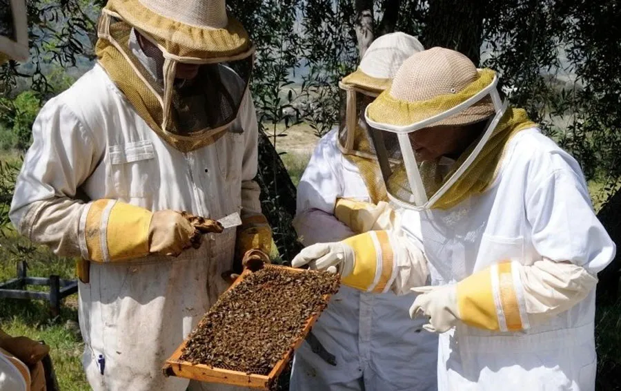Beekeepers-with-Bees-99011