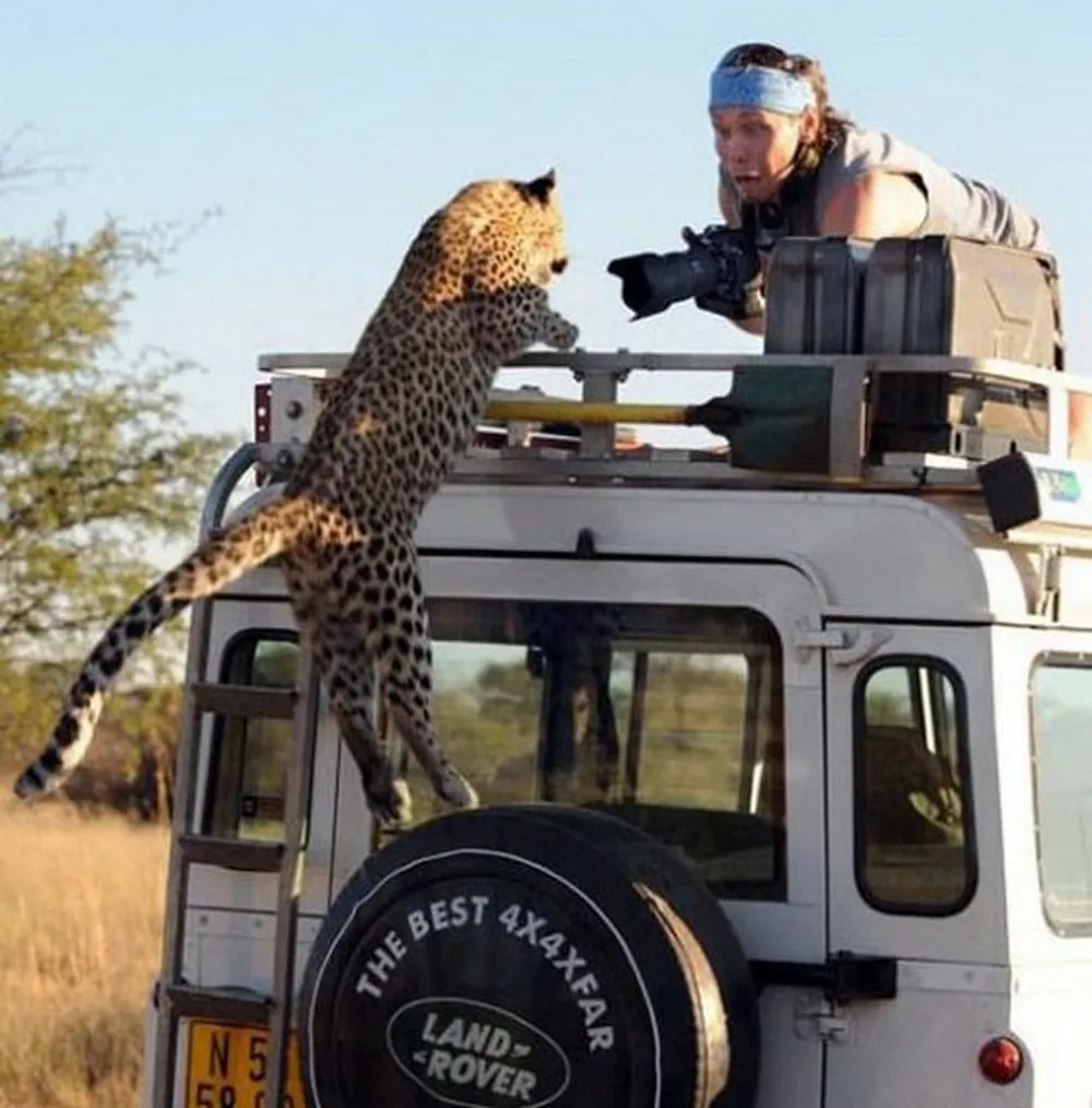 cheetah-car