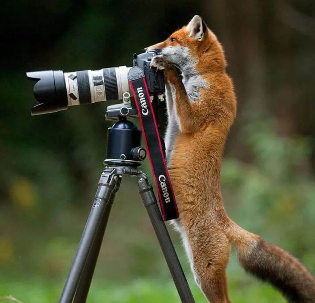 a fox peers over a camera