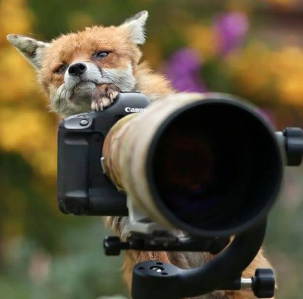 fox with a camera