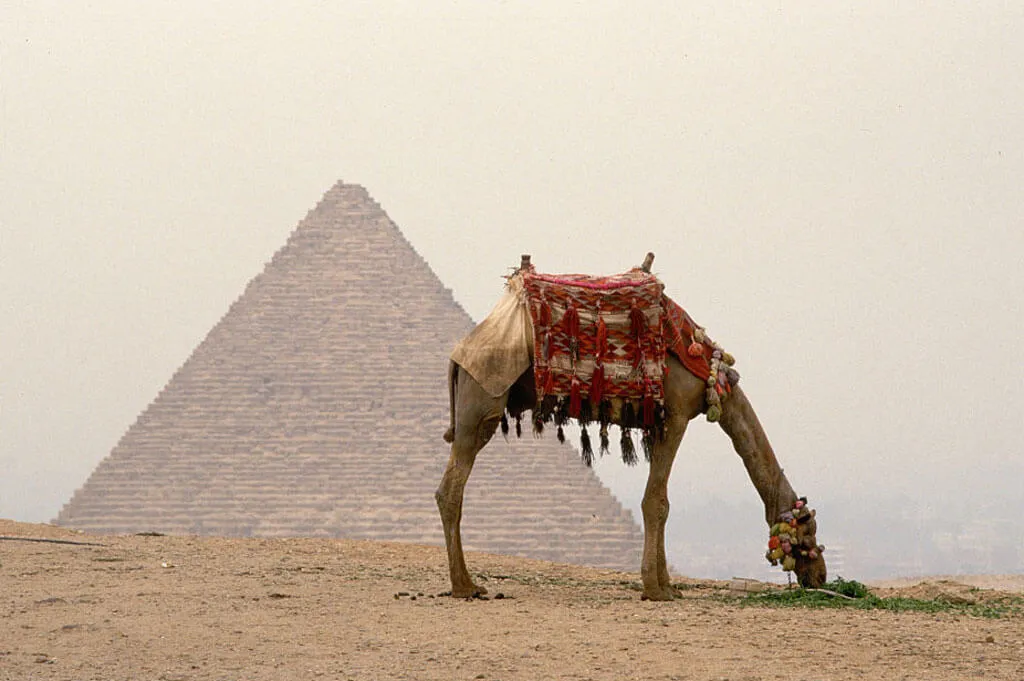 great-pyramid-camel-90345-eating 
