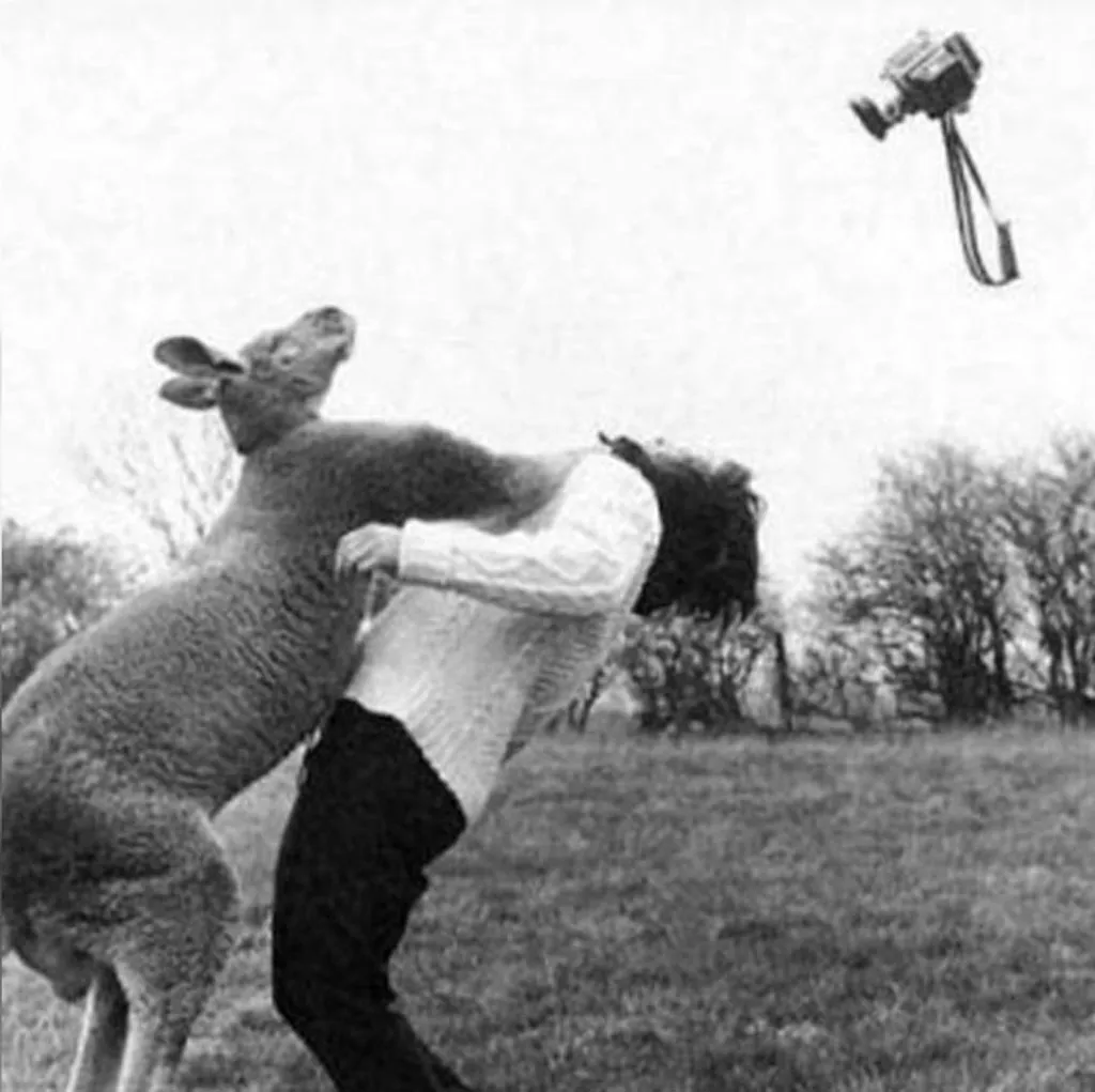 a kangaroo punches a person with a camera