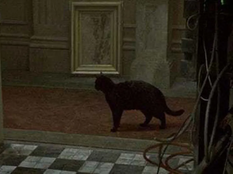 same black cat was used in two matrix movies