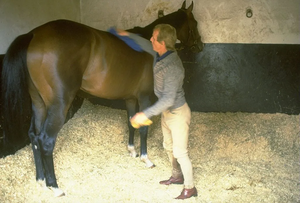 GettyImages-1624331 shergar being groomed  in his stable at Newmarket, England. 