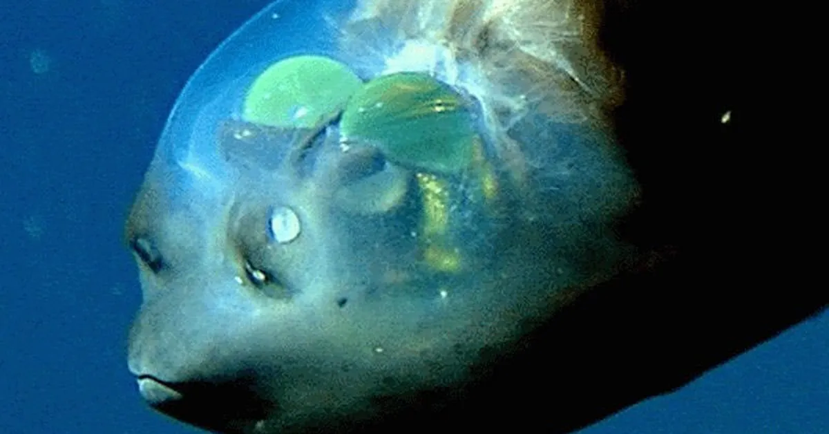 barreleye fish with two green spots on its head swimming in the ocean