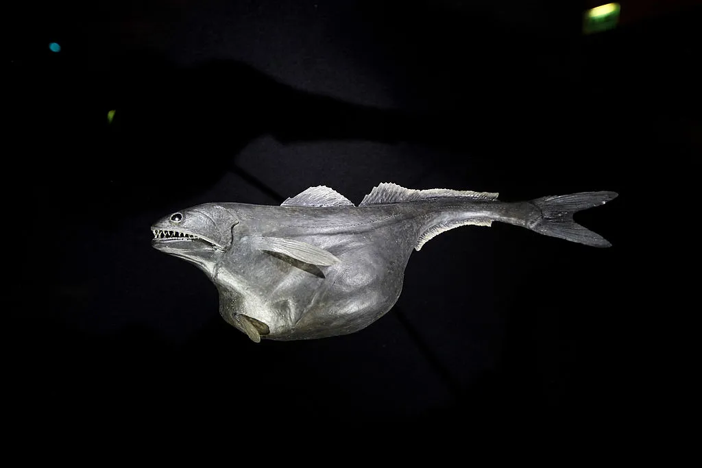 a silver black swallower displayed at a museum