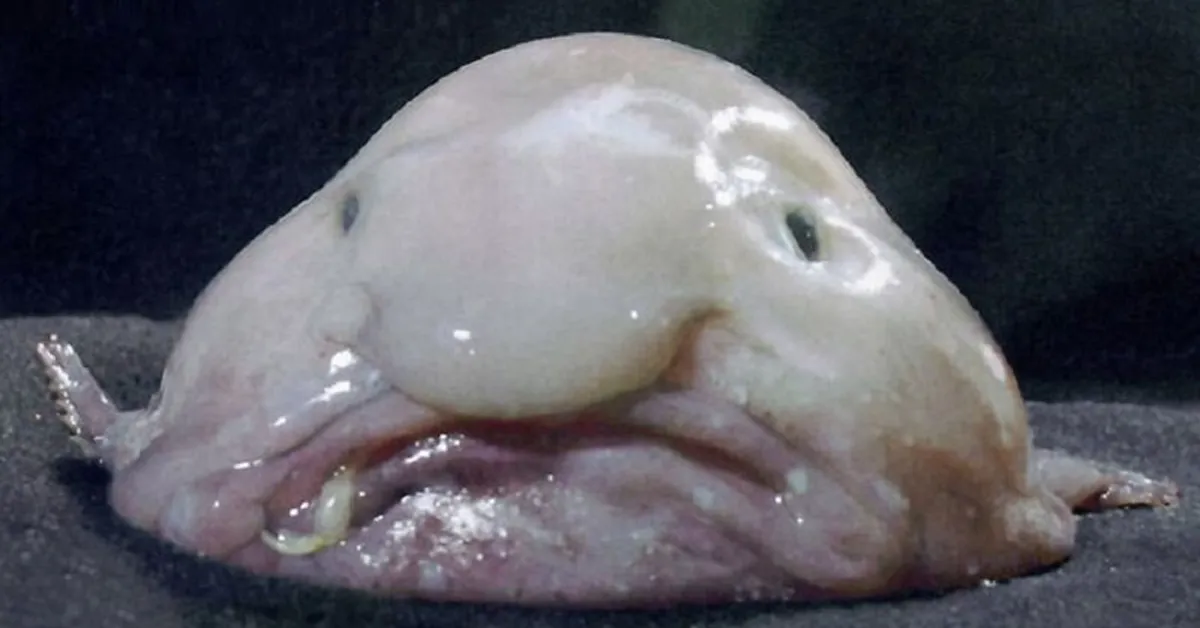 blobfish with a large nose, black eyes, and upside down mouth