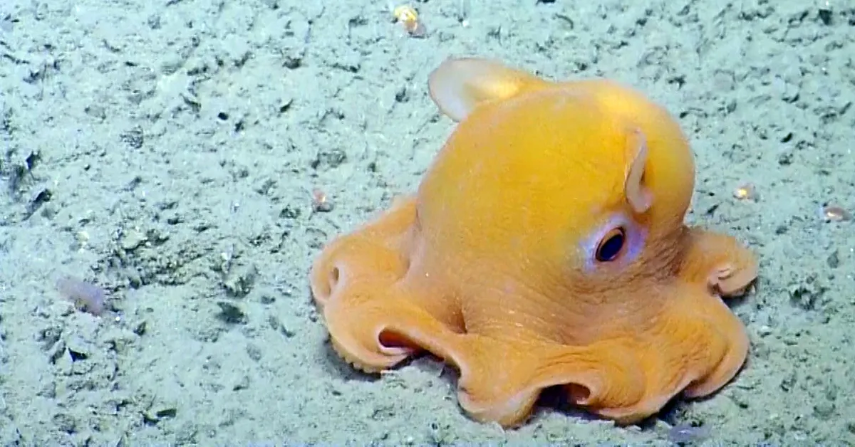 yellow dumbo octopus swimming on the sea floor