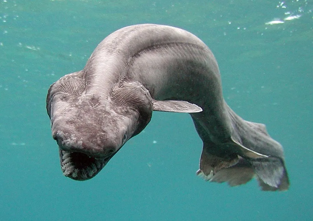 frilled shark swimming in a tank