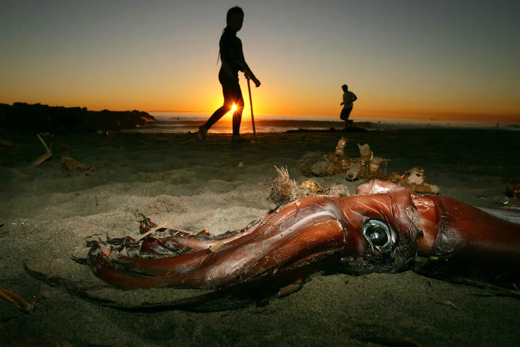 giant squid that washed ashore onto a beach
