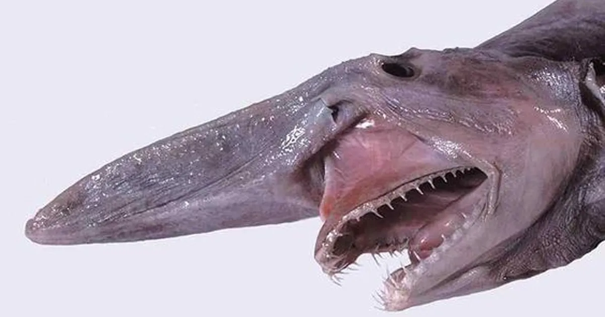 goblin shark with sharp teeth and large triangle nose