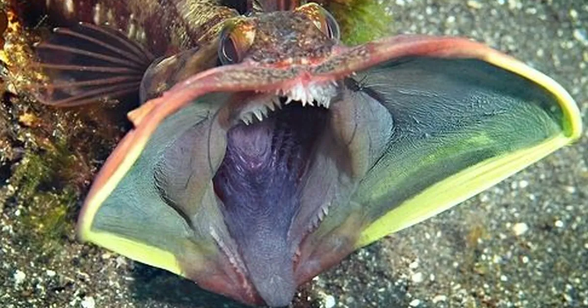 sarcastic fringehead with its mouth wide open under the sea