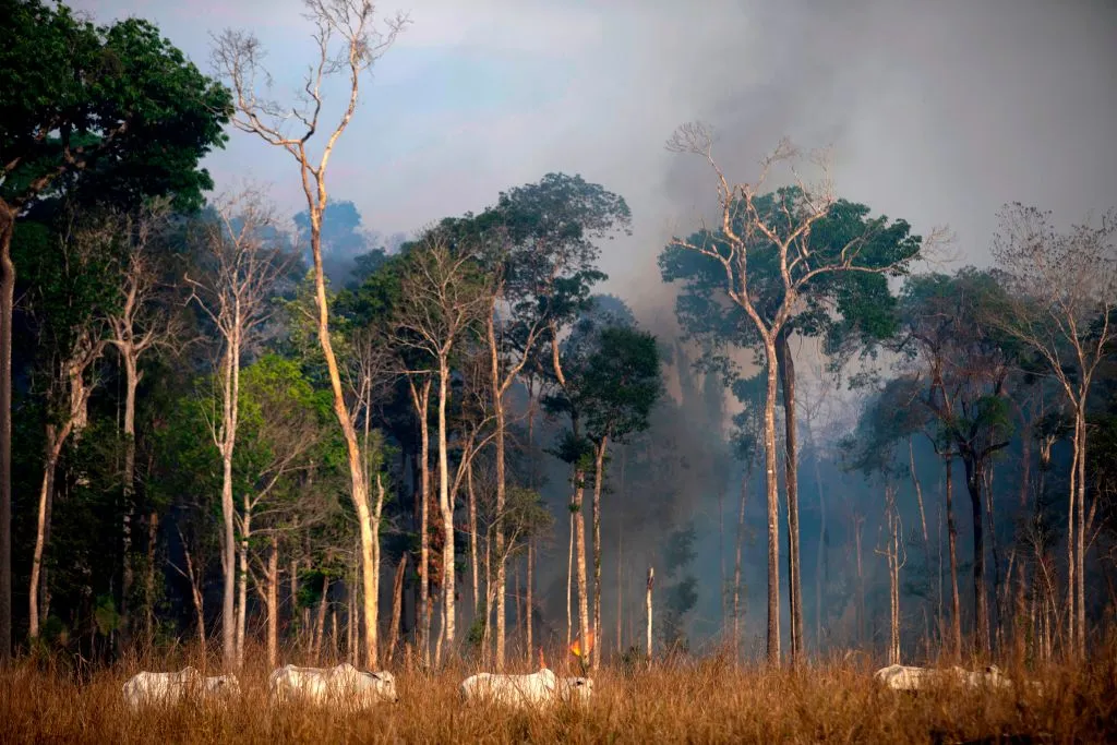 Cows graze in a clearing in front of trees submerged in smoke.