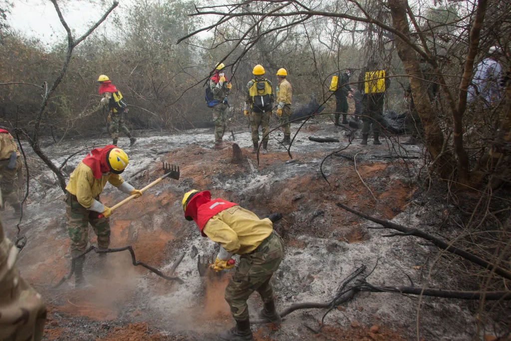 The Bolivian fire department secures the burnt land in the forest by mopping up.