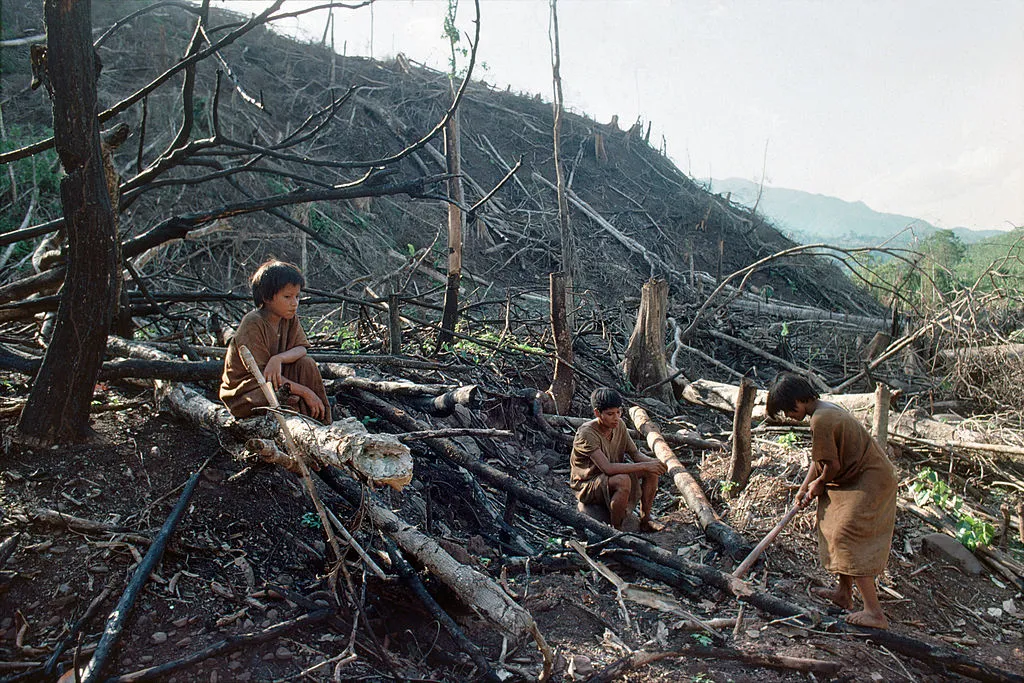 Three indigenous boys sit amongst burned trees in the forest.