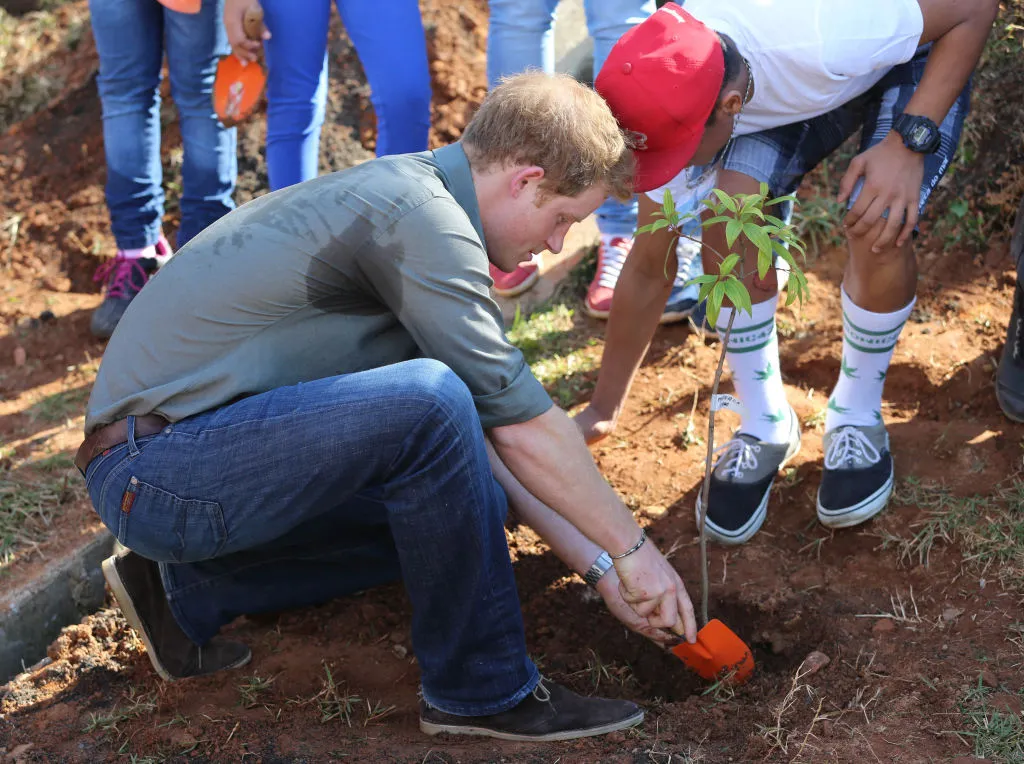 Prince Harry shoves the dirt around a small tree he's planted.