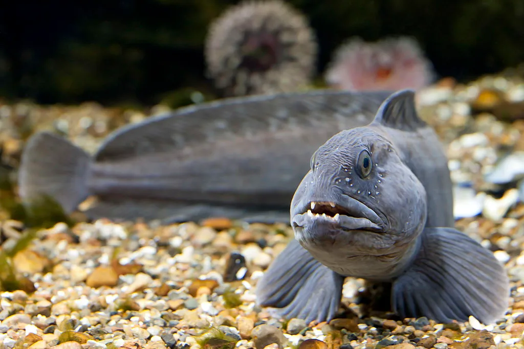 a grey atlantic wolffish swimming by some pebbles