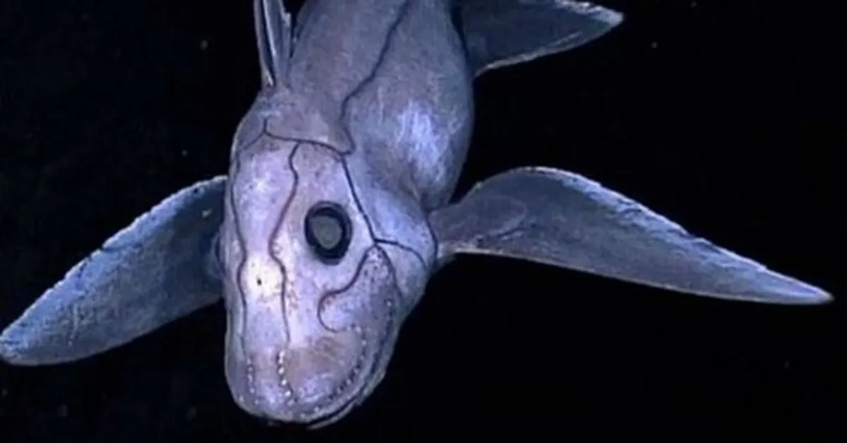 a grey and purple ghost shark against a black background
