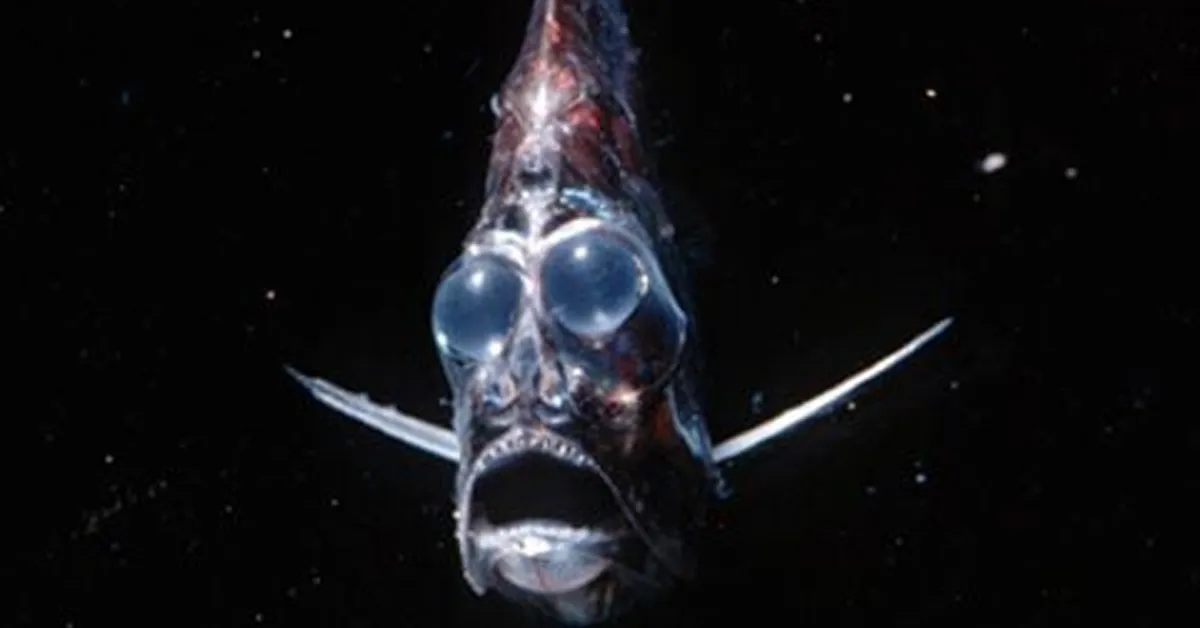 a hatchetfish with a wide mouth and large blue bulbs swimming in the ocean