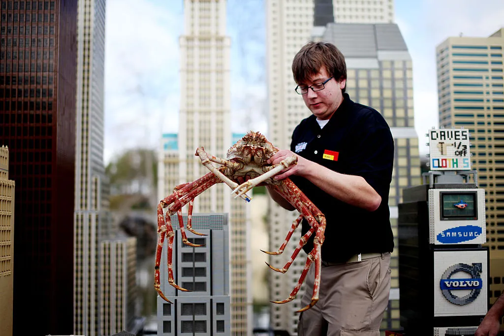 japanese spider crab being held over some lego structures at legoland