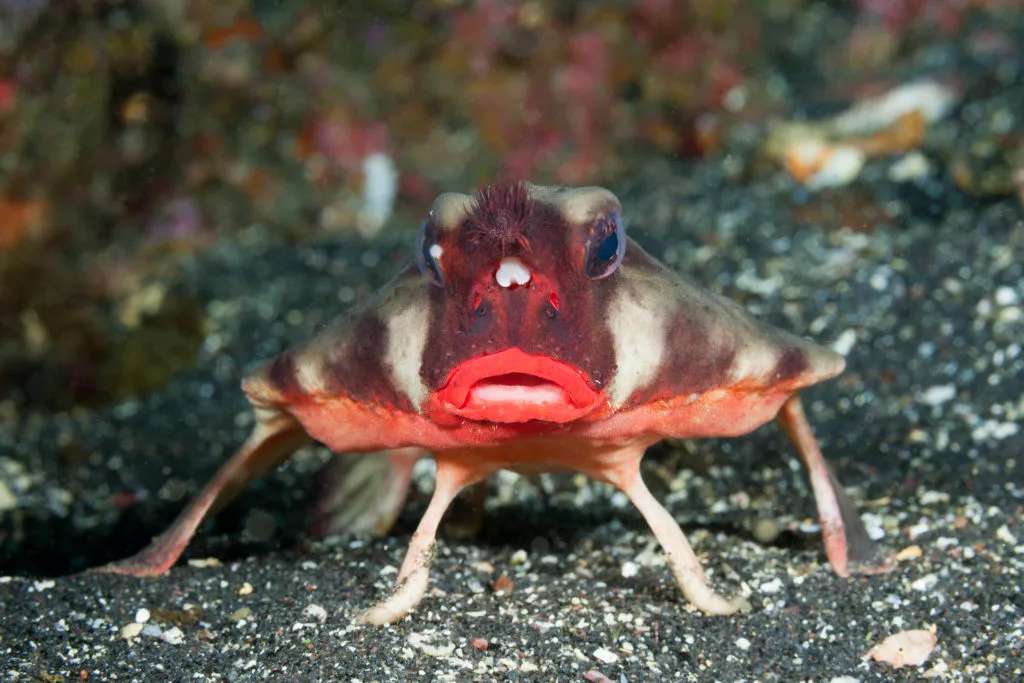 red-lipped batfish posing on the sea floor