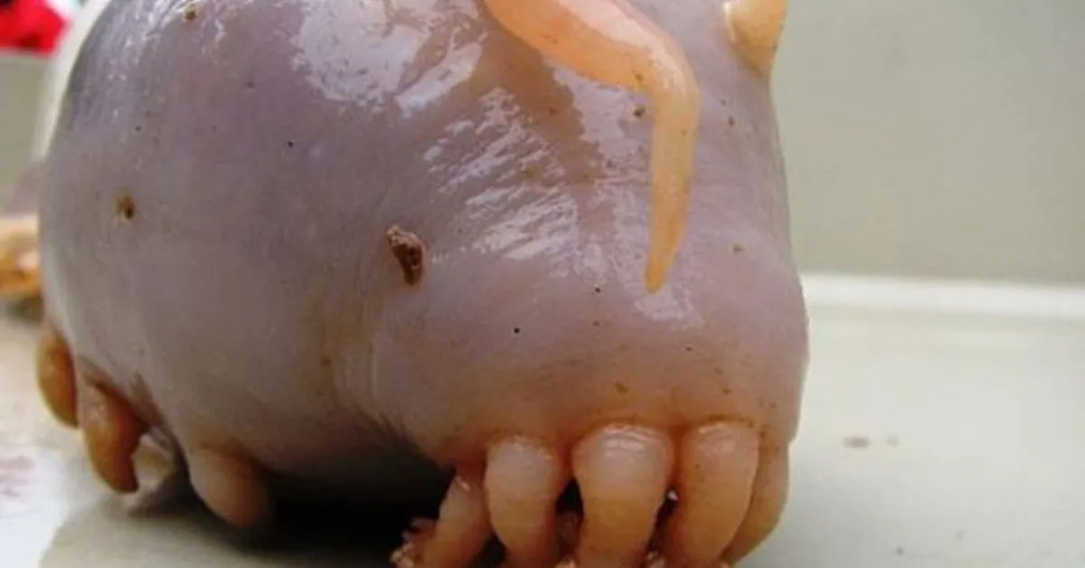 a pink and orange sea pig on the floor