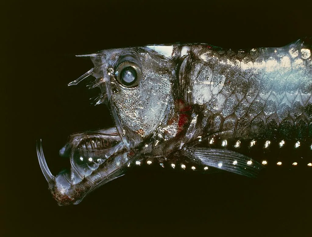 viperfish with its mouth wide open against a black background