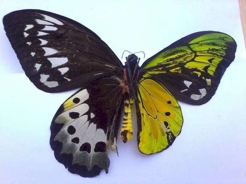 butterflywith male and female characteristics