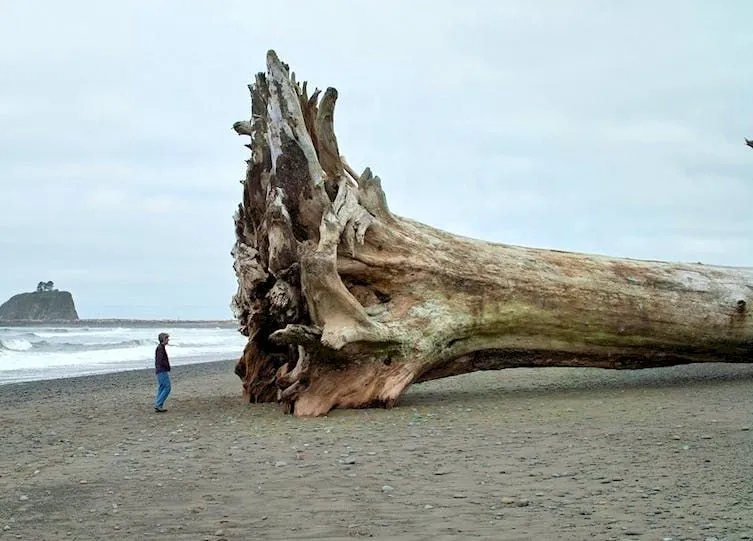 sequoia tree on the beach