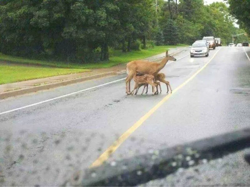 momma deer feeding babies