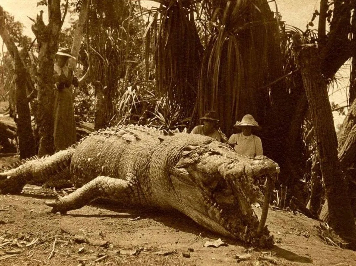 28 foot crocodile with two hunters in background