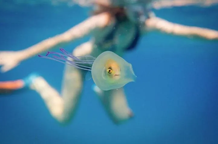 fish seen inside clear jellyfish